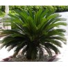 Cycas revoluta