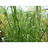 Cyperus papyrus