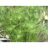 Cyperus papyrus haspan