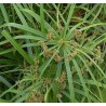 Cyperus alternifolius