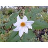 Dahlia arborea alba