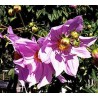Dahlia arborea imperialis