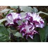 Datura arborea bleu