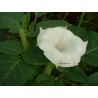 Datura metel