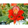 Delonix regia