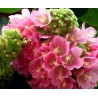 Dombeya wallichi