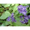 Duranta repens geisha girl