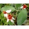 Feijoa sellowiana