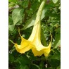 Brugmansia goldrichter