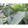 Ficus bengalensis