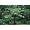Fougere arborescente cyathea cooperii