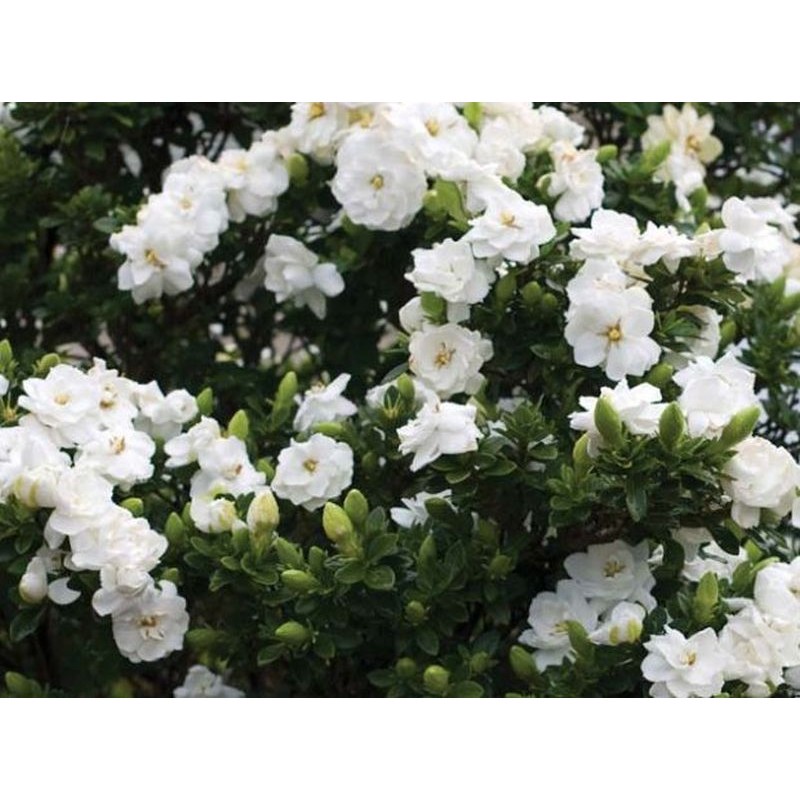 Gardenia crown jewel