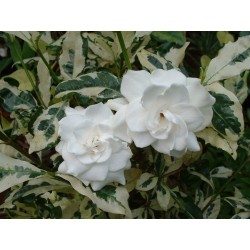 Gardenia jasminoide variegata