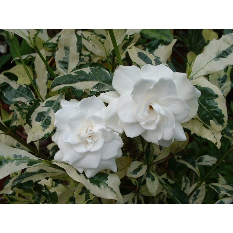Gardenia jasminoide variegata