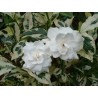 Gardenia jasminoide variegata