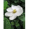 Gardenia kleim's hardy