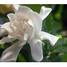 Gardenia miami supreme