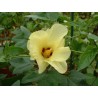 Gossypium barbadens