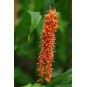 Hedychium assam orange