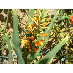 Hedychium coccineum tara