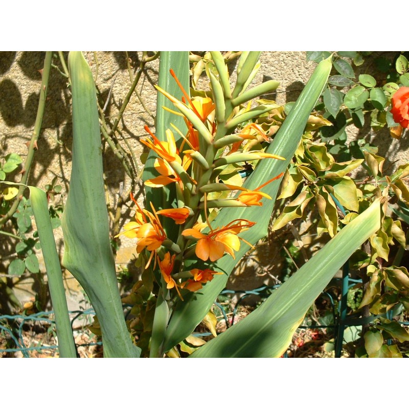 Hedychium coccineum tara