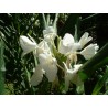 Hedychium ellipticum