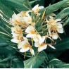 Hedychium dr moy