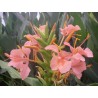 Hedychium elisabeth pink
