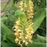 Hedychium gardnerianum