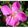 Heterocentron elegans