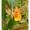 Impatiens bicordata