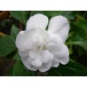 Impatiens double blanche