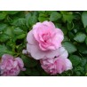 Impatiens double rose