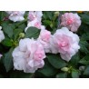 Impatiens double rose clair