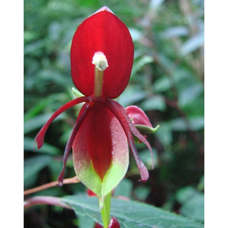 Impatiens hians
