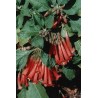Iochroma coccinea