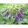 Iochroma grandiflora