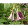 Iochroma tubulosa