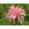 Jacobinia carnea