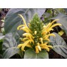 Jacobinia lutea