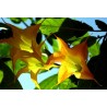 Brugmansia jean pasco