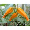 Juanulloa aurantiaca