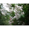 Lagerstroemia indica alba
