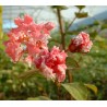 Lagerstroemia indica berlingot menthe
