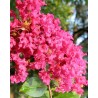 Lagerstroemia indica red imperator