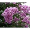 Lagerstroemia indica rosea