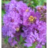 Lagerstroemia indica superviolaceus