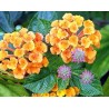 Lantana aurore