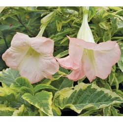 Brugmansia katrien bonte