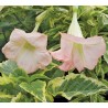 Brugmansia katrien bonte